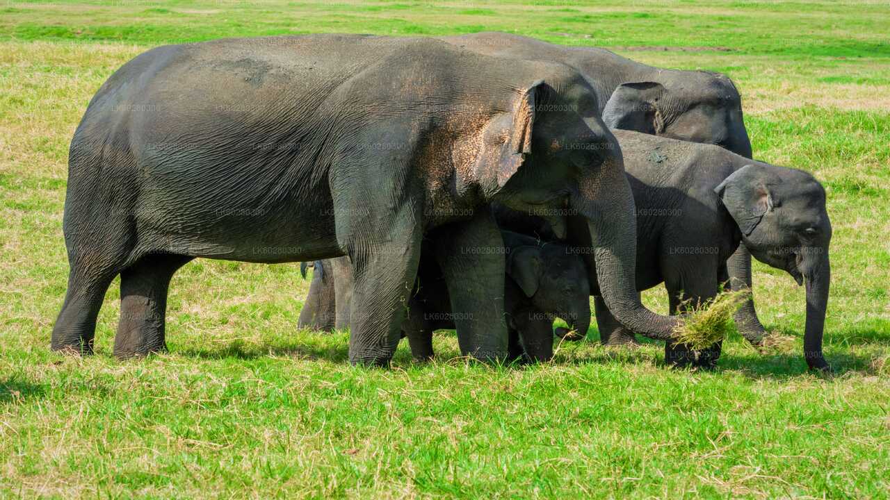 Safari dans le parc national d'Udawalawe au départ de Hambantota