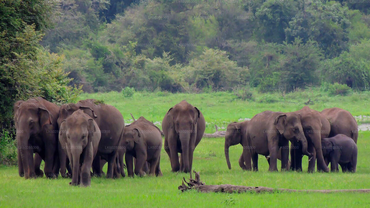 Safari dans le parc national d'Udawalawe au départ de Hambantota