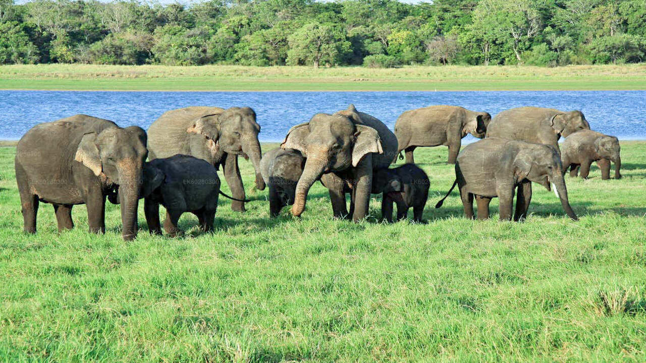 Safari dans le parc national d'Udawalawe au départ de Hambantota