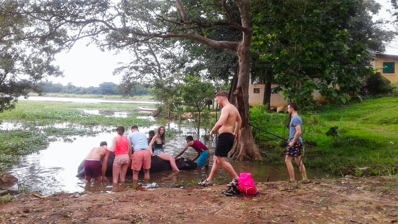Safari à dos d'éléphant au départ d'Habarana