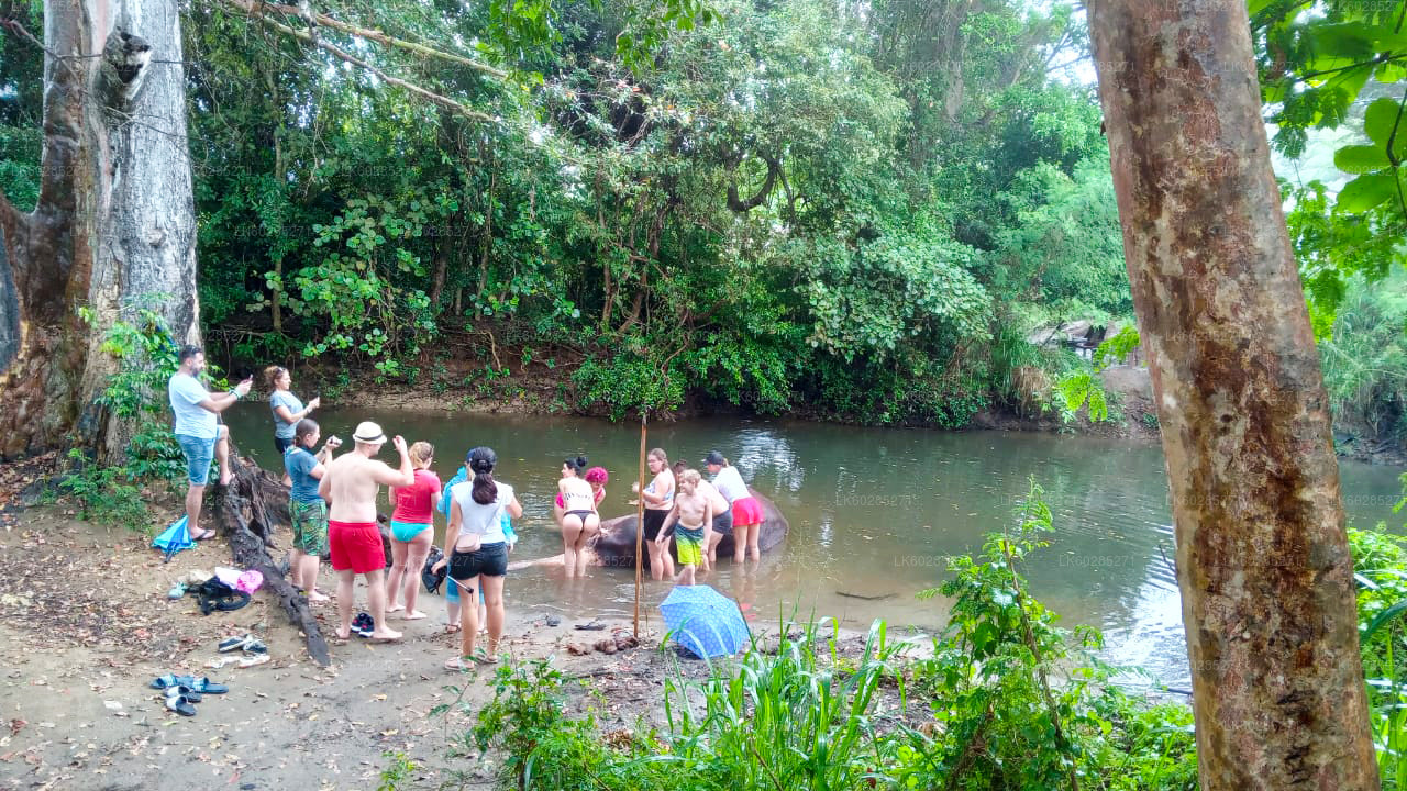 Safari à dos d'éléphant au départ d'Habarana