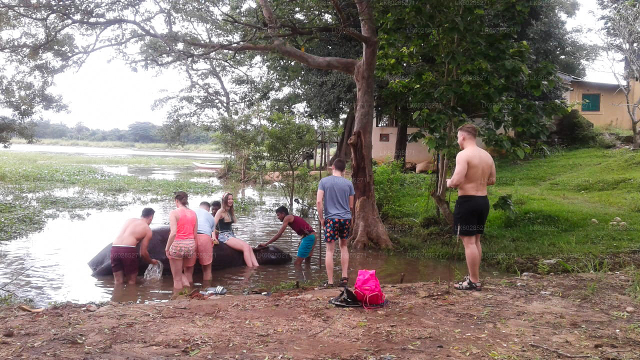 Safari à dos d'éléphant au départ d'Habarana