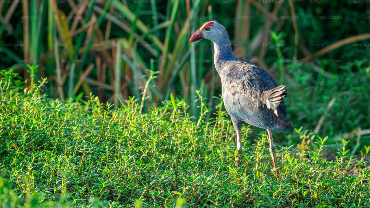 Safari dans le parc national du Bundala depuis Weligama