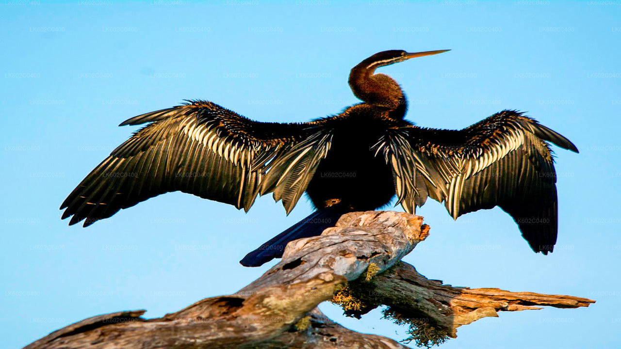 Safari dans le parc national du Bundala depuis Weligama