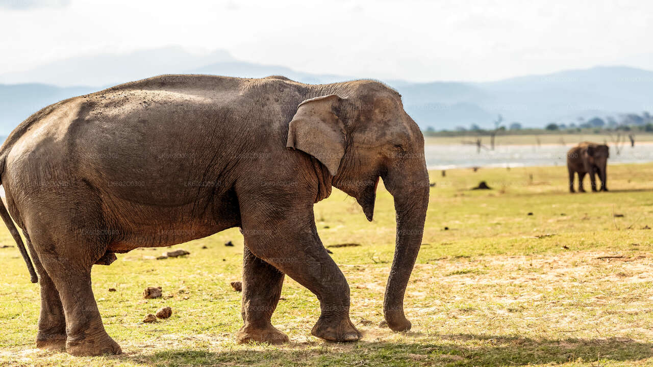 Safari dans le parc national d'Udawalawe au départ de Mirissa