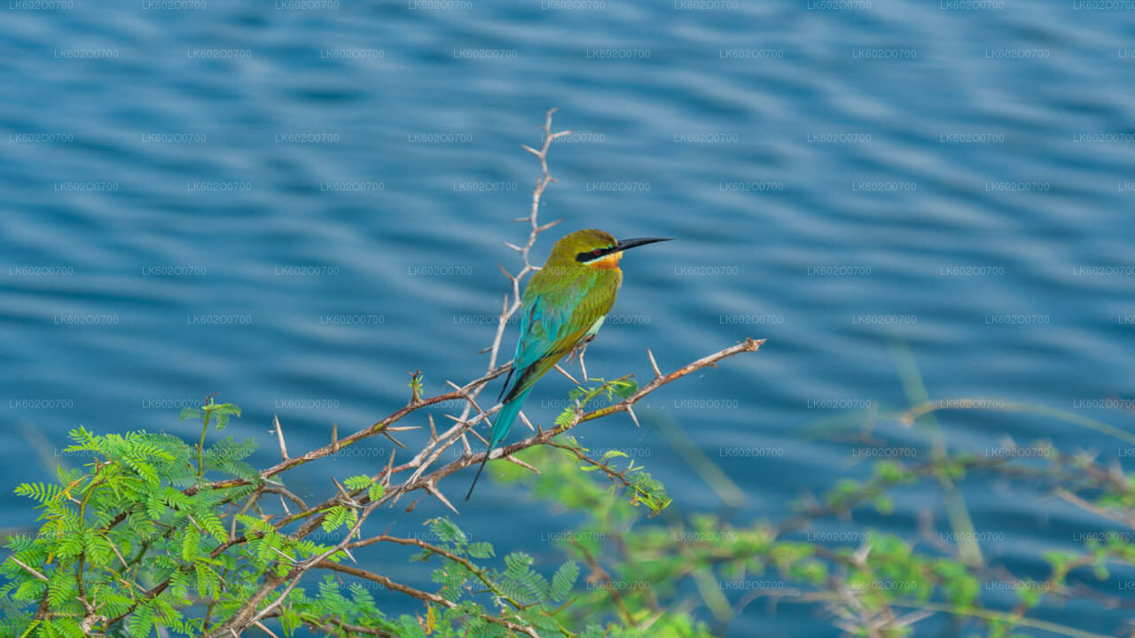Safari dans le parc national du Bundala au départ de Mirissa