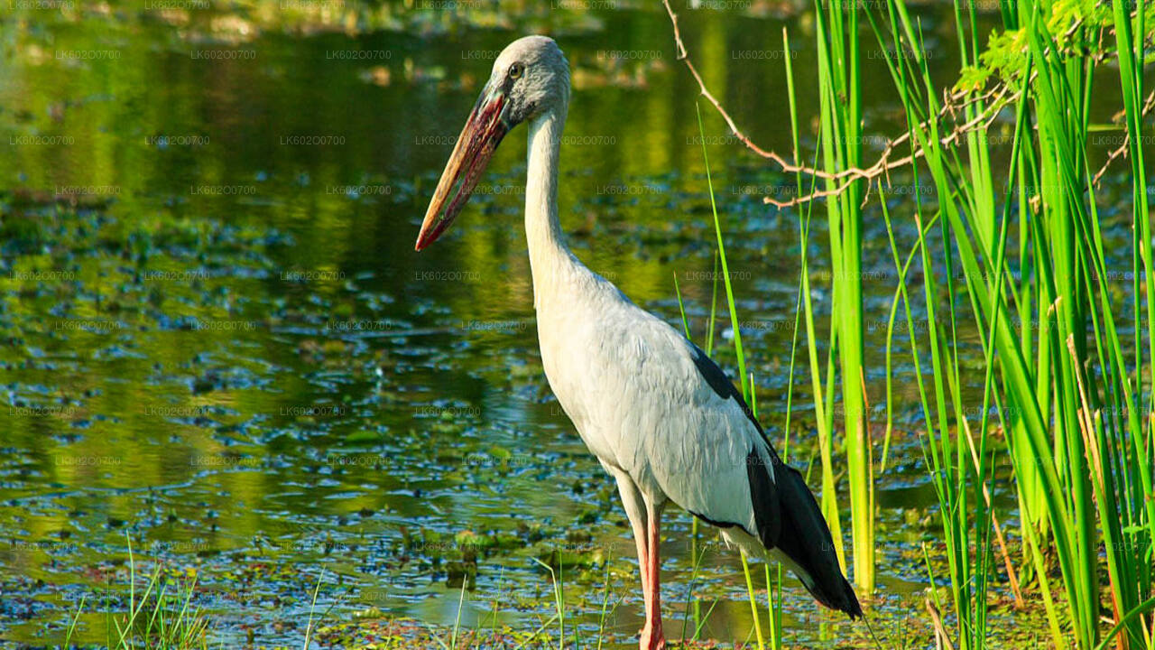 Safari dans le parc national du Bundala au départ de Mirissa