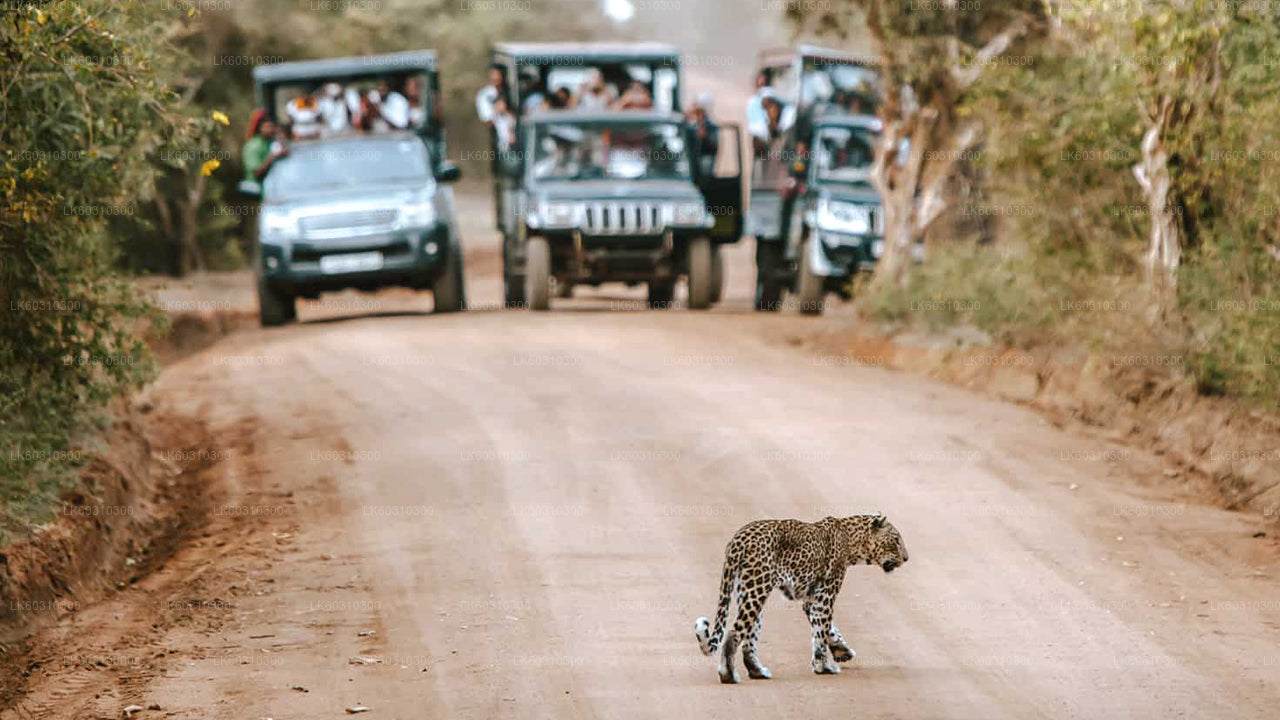 Safari au parc national de Yala au départ de Tangalle