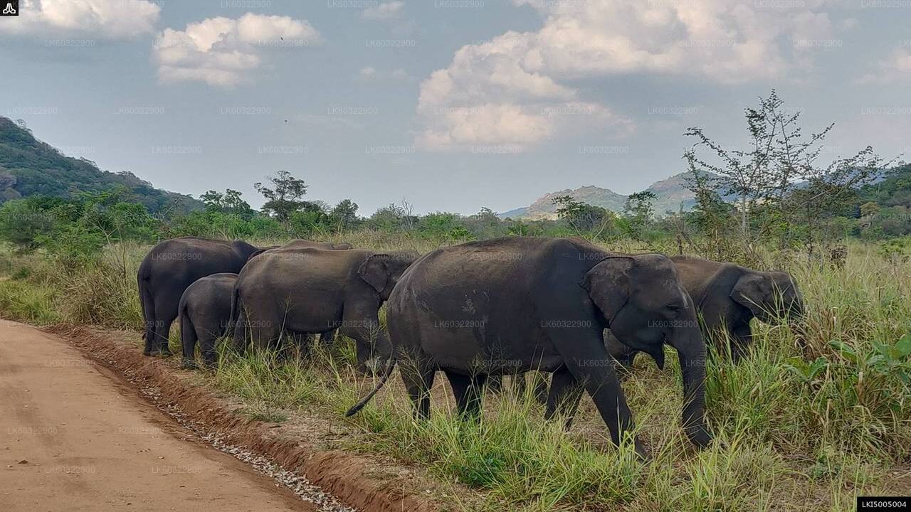 Safari privé au parc écologique de Hurulu au départ de Habarana