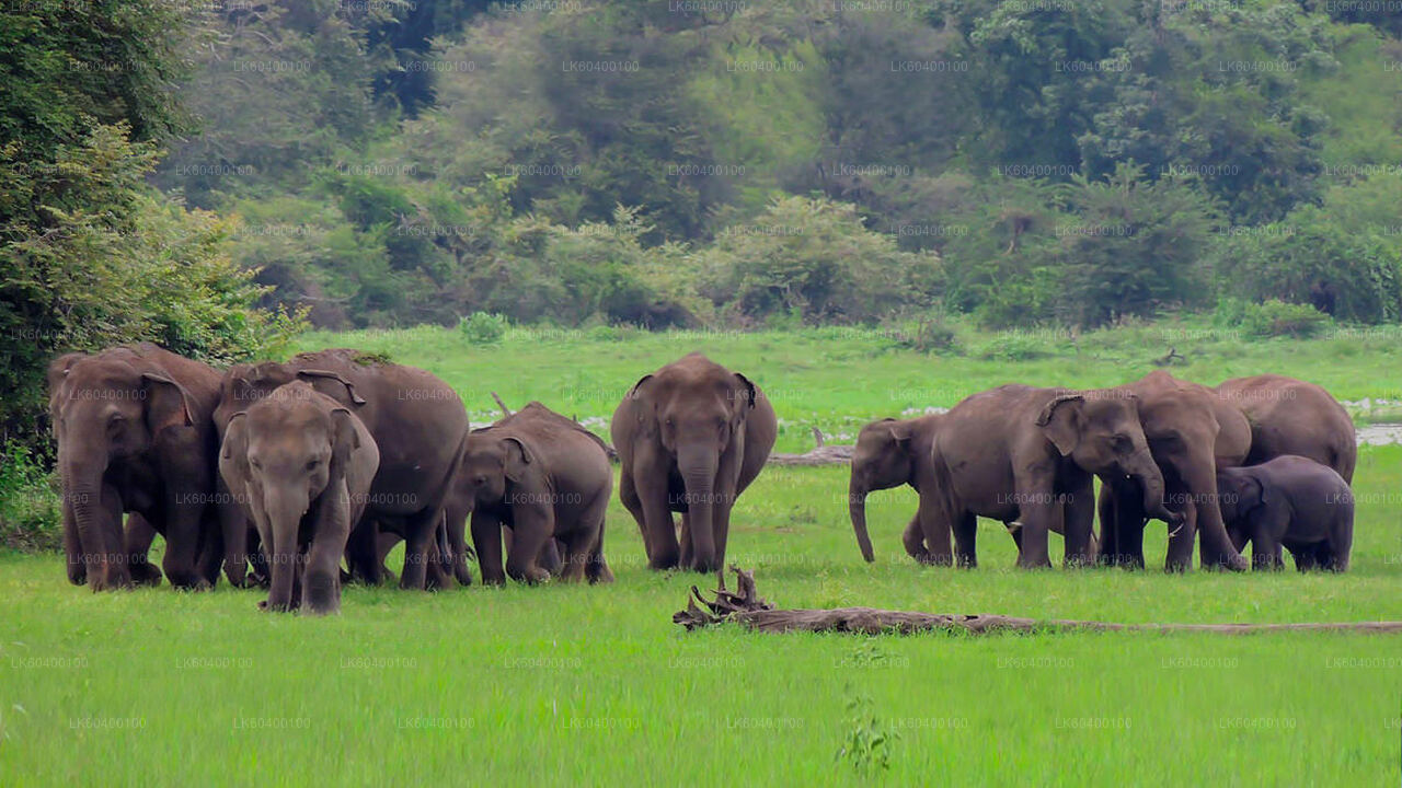 Safari dans le parc national d'Udawalawe au départ d'Ahungalla