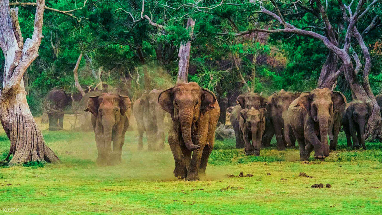 Safari dans le parc national d'Udawalawe au départ d'Ahungalla