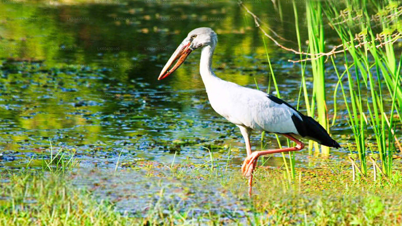 Safari dans le parc national d'Udawalawe au départ d'Ahungalla