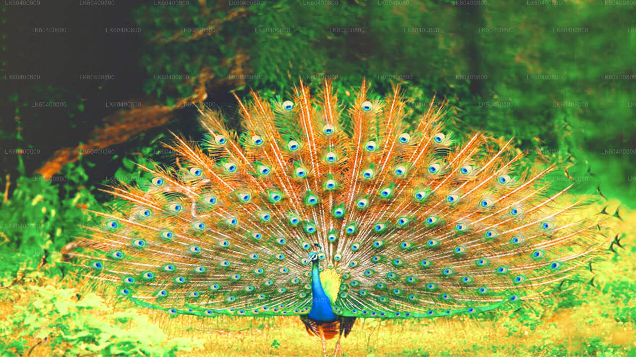 Safari dans le parc national de Yala au départ d'Ahungalla