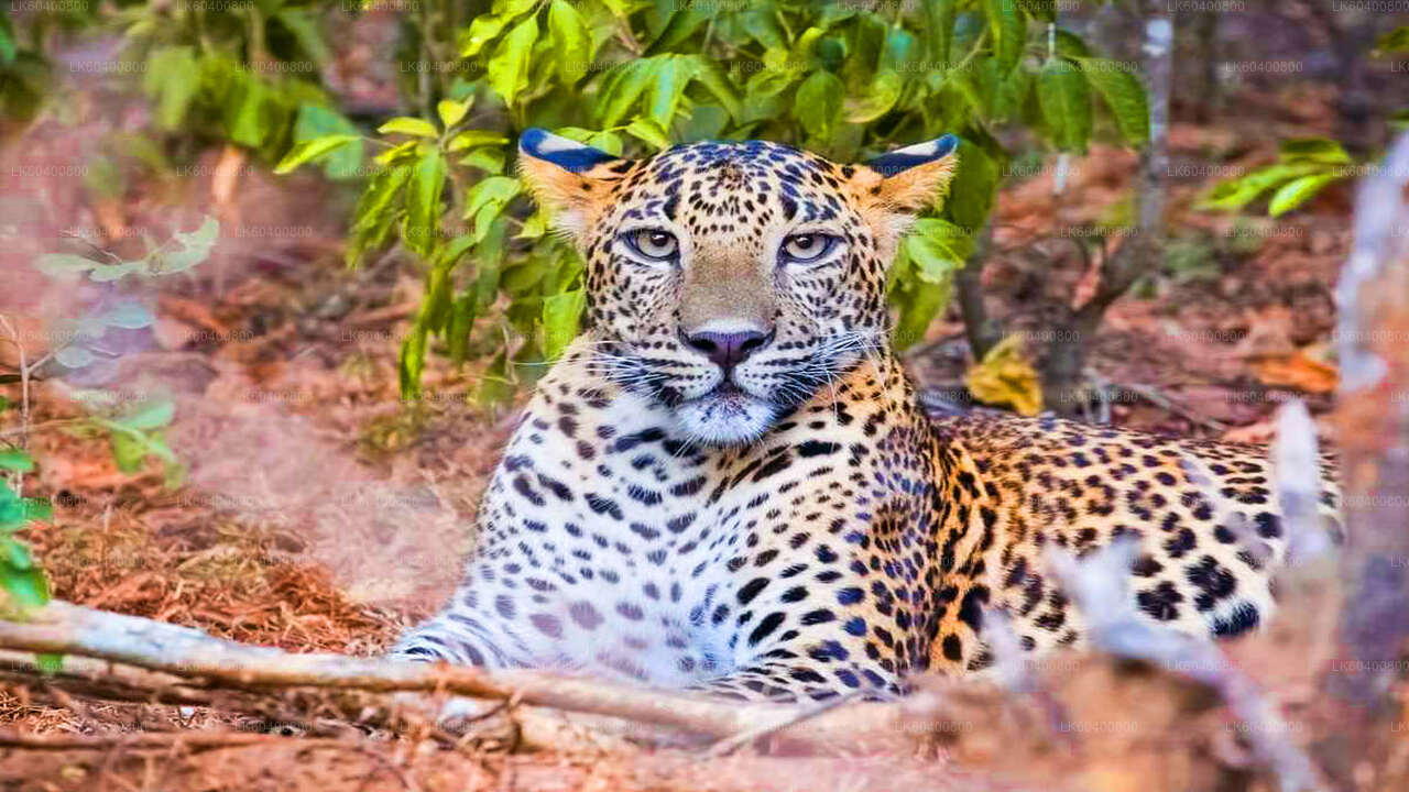 Safari dans le parc national de Yala au départ d'Ahungalla