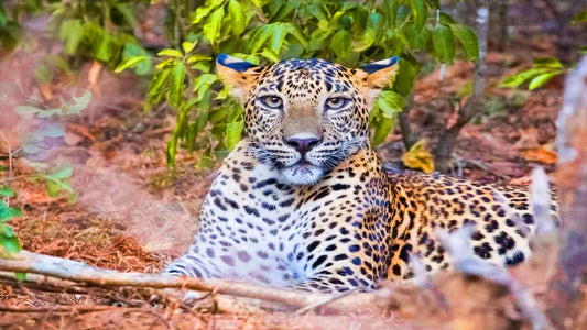 Safari dans le parc national de Yala au départ d'Ahungalla