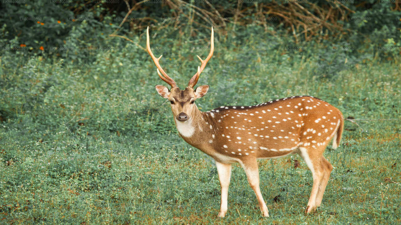 Safari dans le parc national de Yala au départ d'Ahungalla
