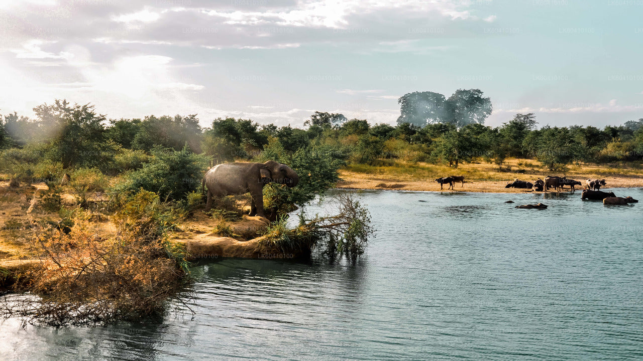 Safari dans le parc national d'Udawalawe depuis Unawatuna