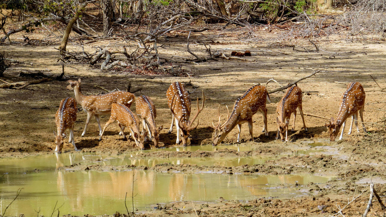 Safari au parc national de Yala depuis Unawatuna