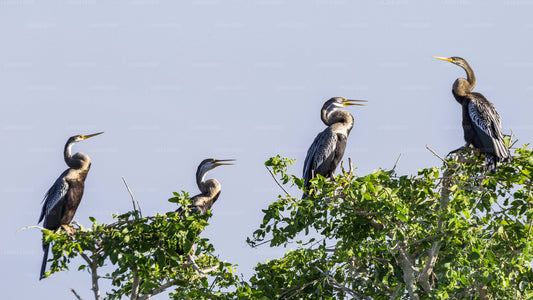 Safari dans le parc national du Bundala depuis Unawatuna