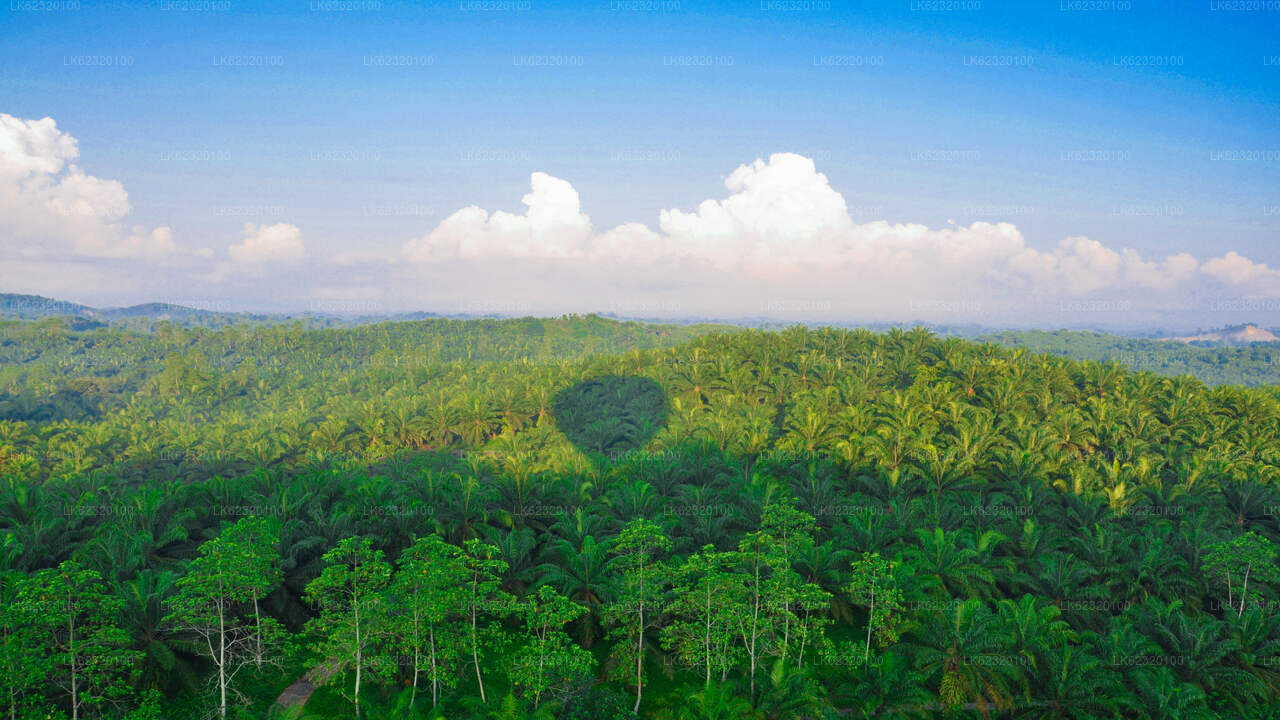 Excursion en montgolfière au départ de Habarana