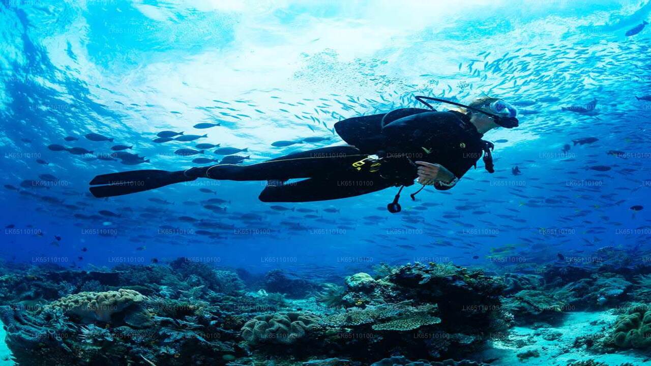 Plongée sous-marine professionnelle à Bentota
