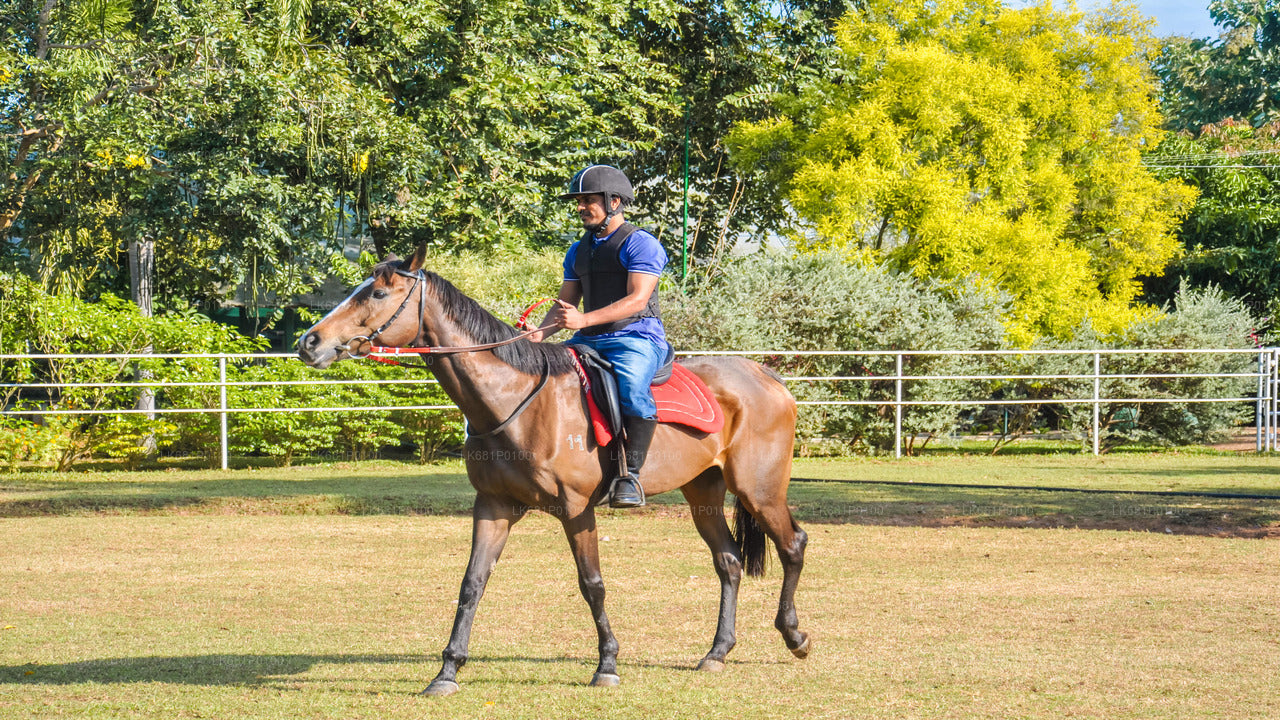 Horse Riding for Beginners from Negombo