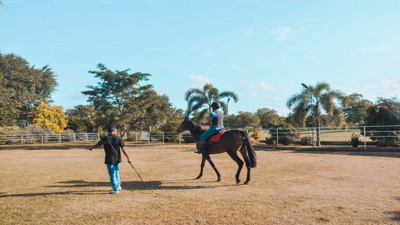 Horse Riding for Beginners from Sigiriya