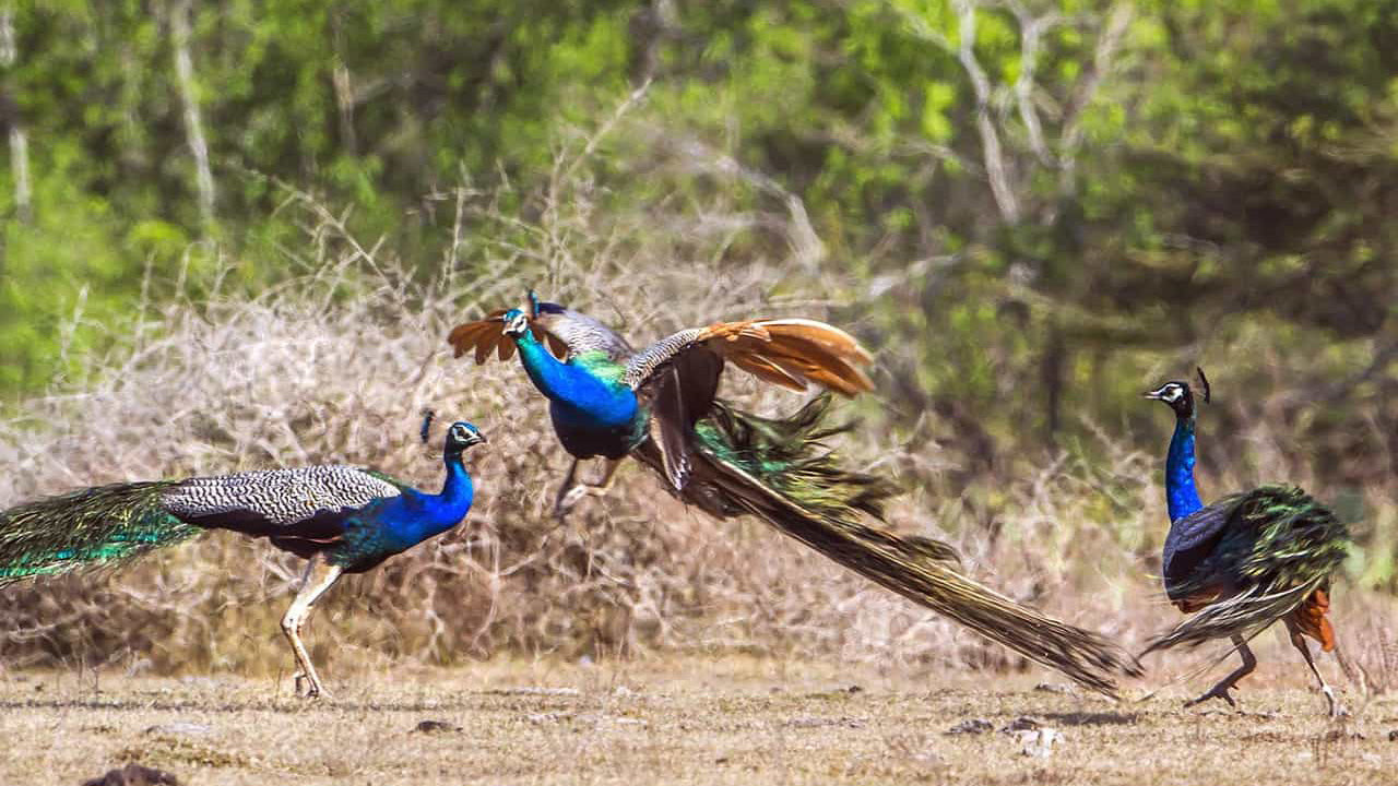 Billets d'entrée au parc national de Lunugamvehera