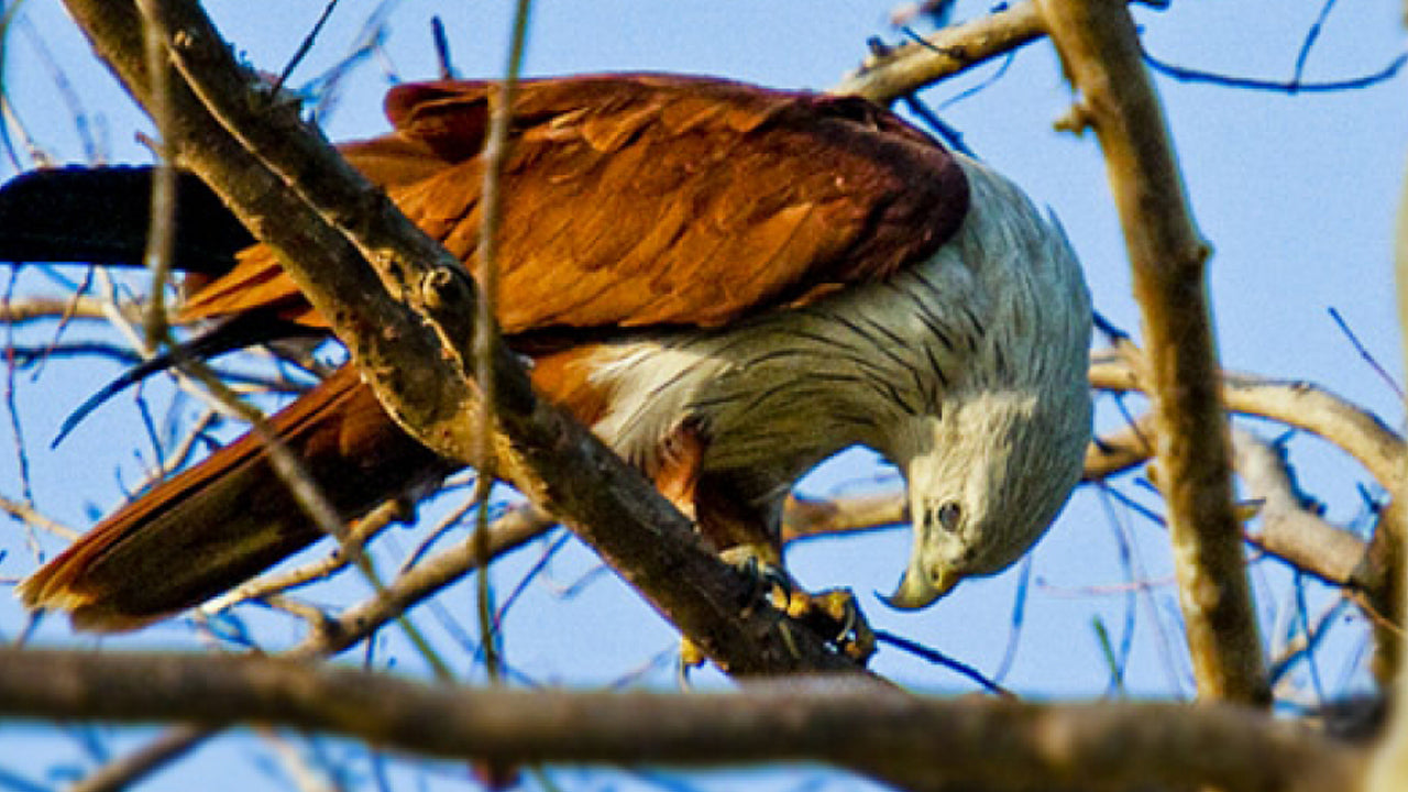 Billet d'entrée au parc national de Minneriya