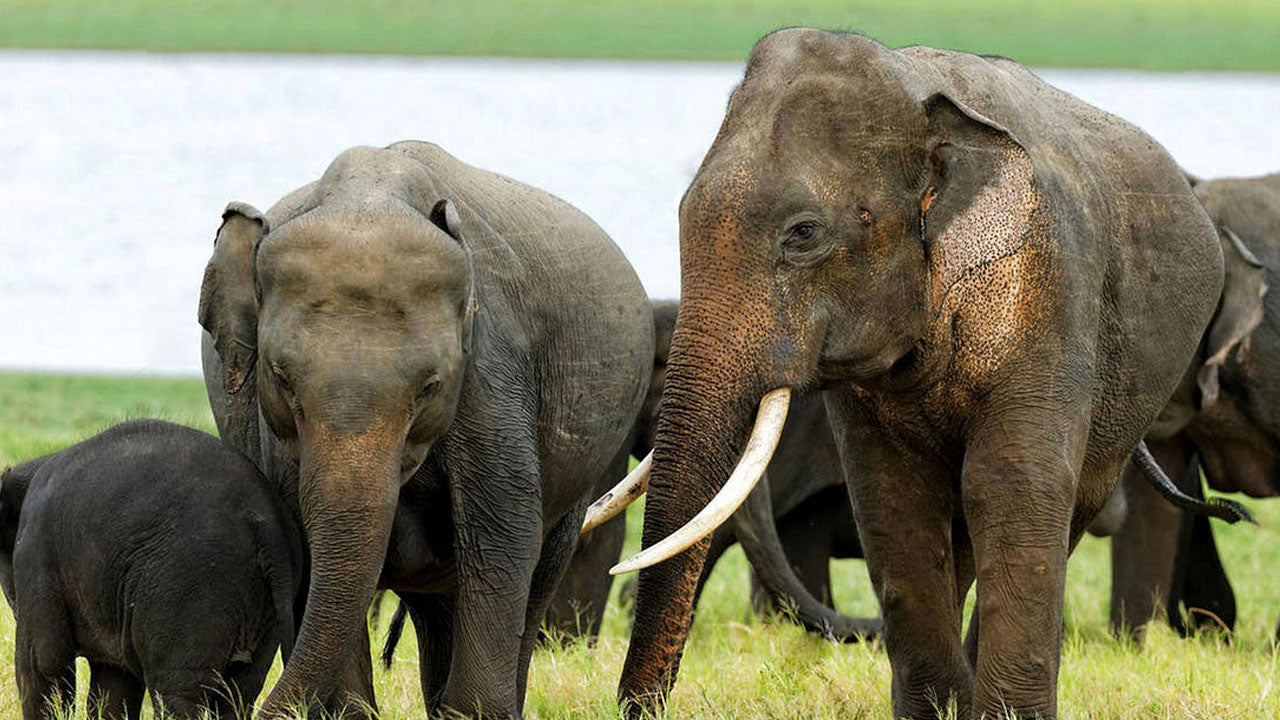 Billets d'entrée au parc national de Kala Wawe