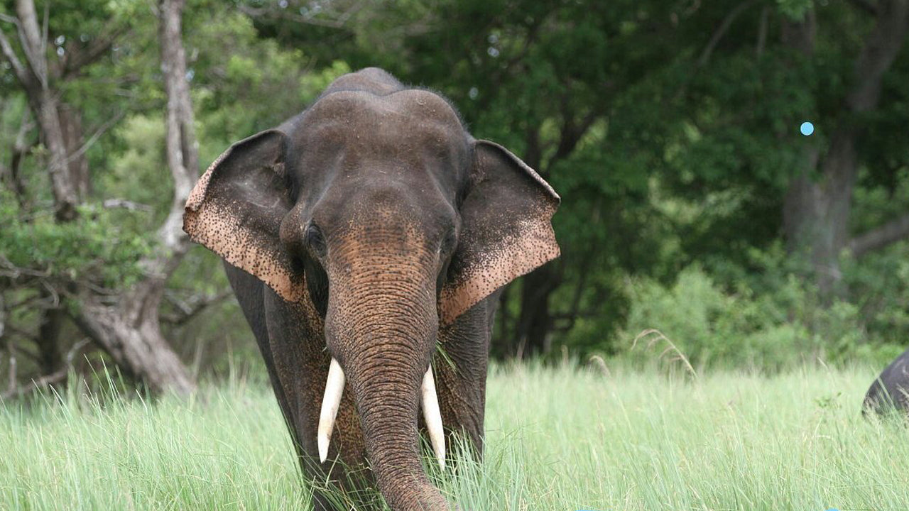 Billets d'entrée au parc national de Kala Wawe