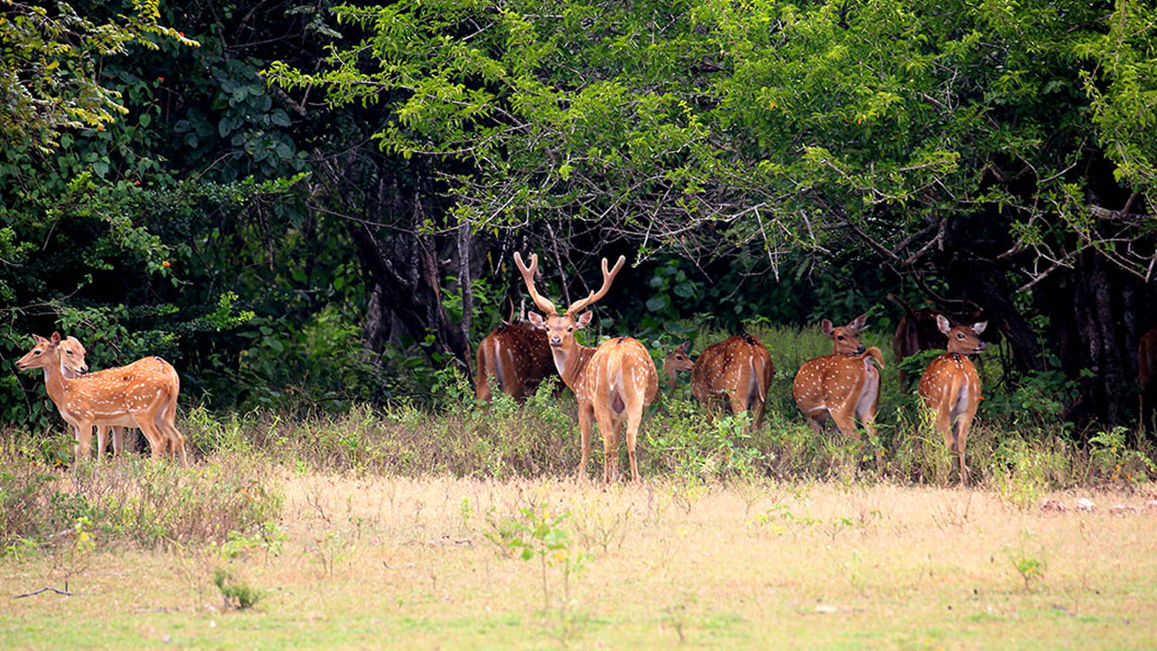 Billets d'entrée au parc national de Kumana