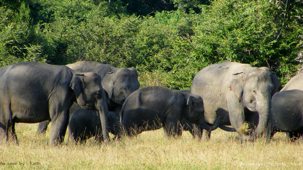 Billets d'entrée au parc national de Wasgamuwa