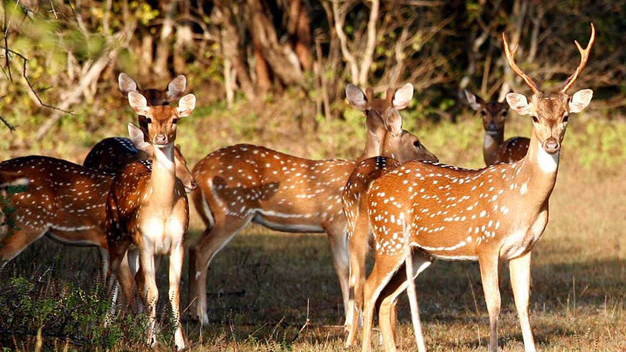 Billets d'entrée au parc national de Wasgamuwa
