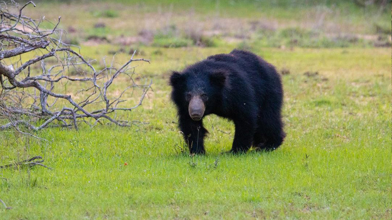 Billets d'entrée au parc national de Wilpattu