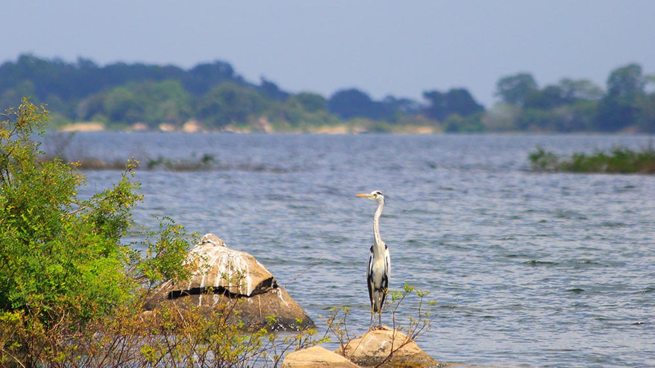 Safari en bateau dans le parc national de Gal Oya