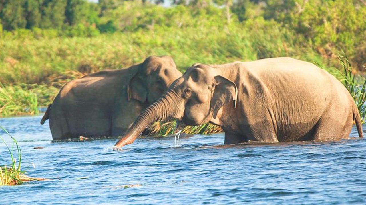Safari en bateau dans le parc national de Gal Oya