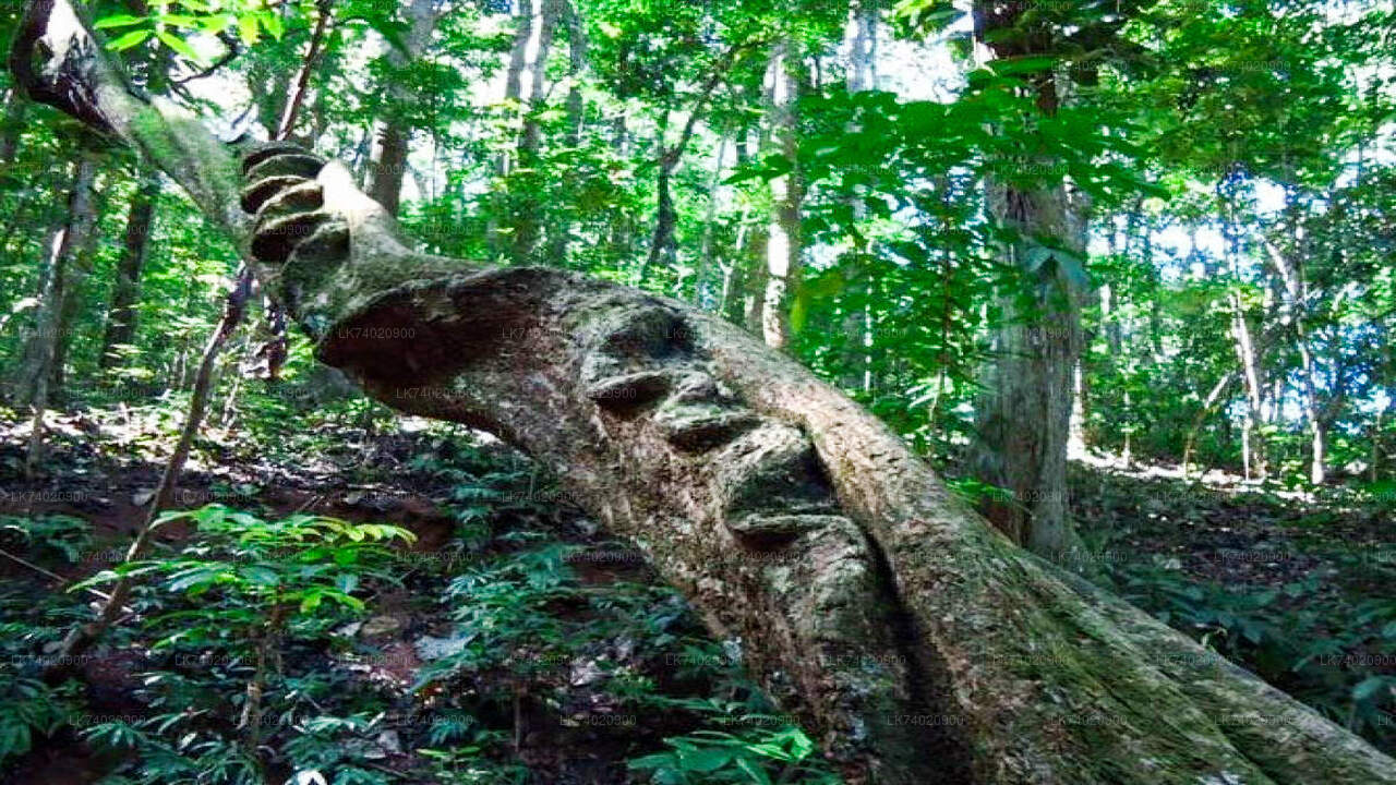 Randonnée dans la réserve forestière d'Udawattakele au départ de Kandy