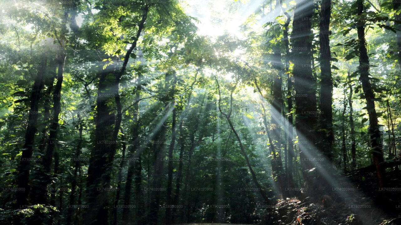 Randonnée dans la réserve forestière d'Udawattakele au départ de Kandy