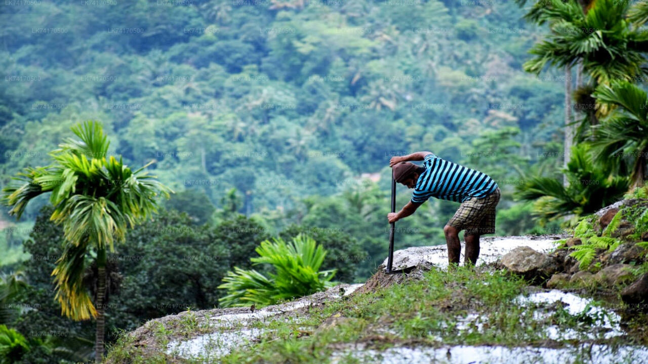 Randonnée vers le village d'Heeloya depuis Kandy