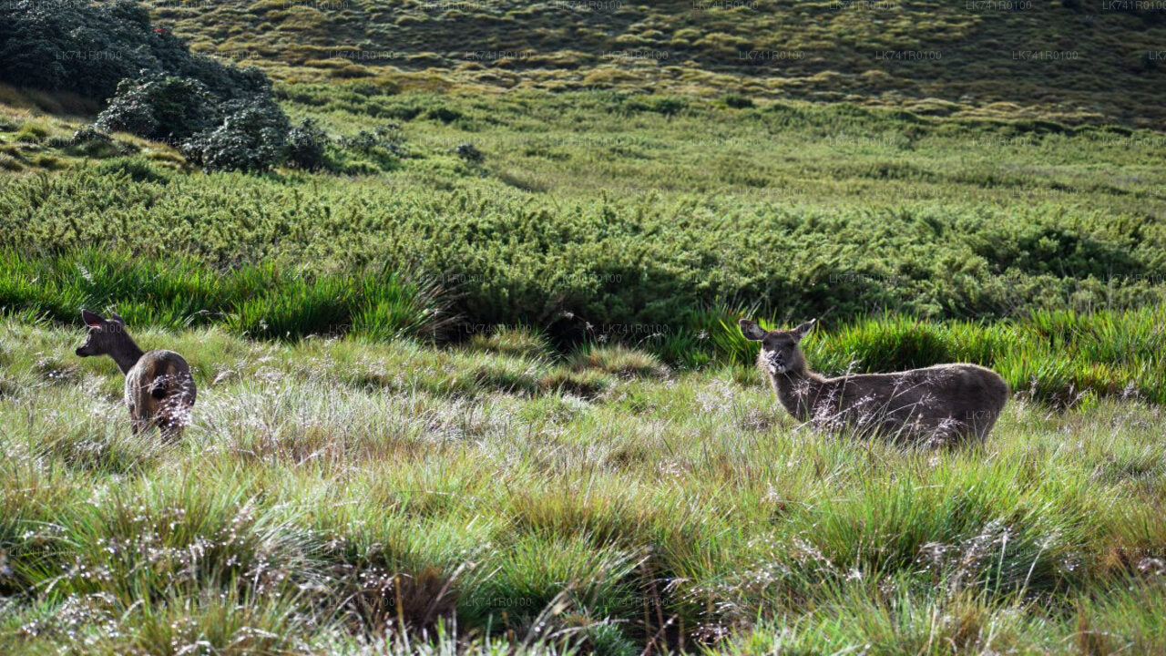 Randonnée au parc national de Horton Plains depuis Nuwara Eliya