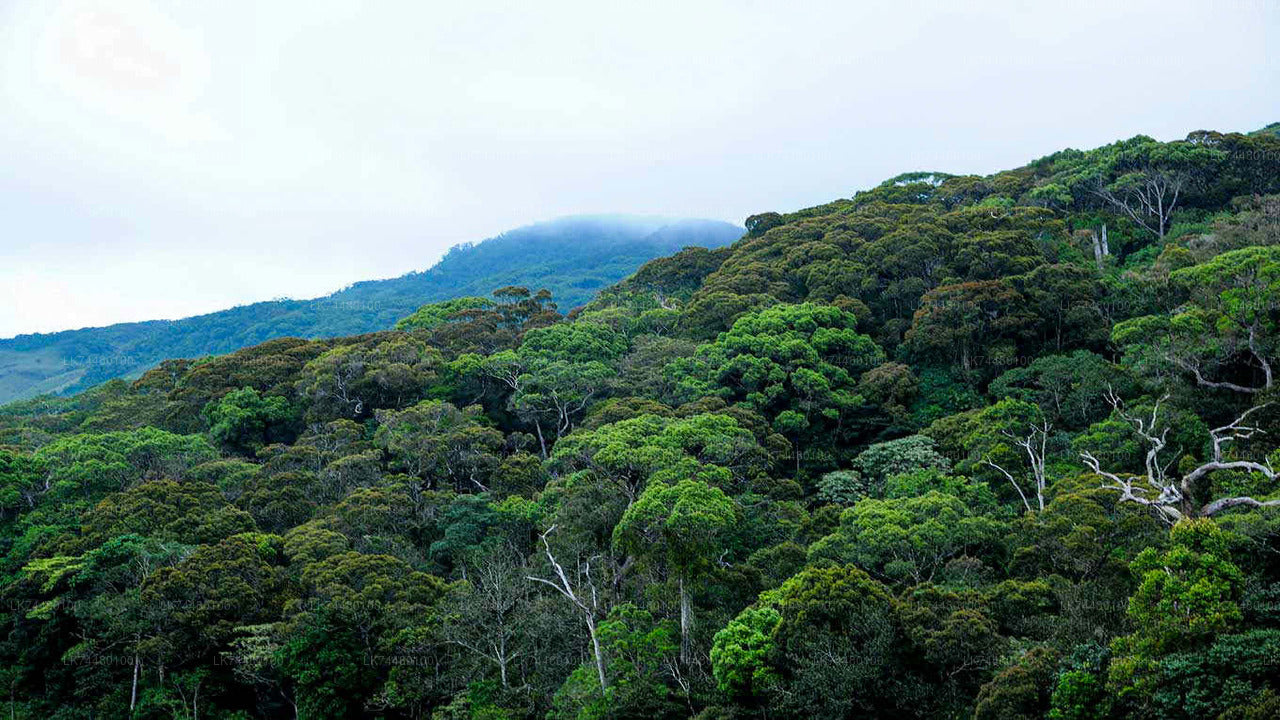 Promenade dans la forêt tropicale de Sinharaja