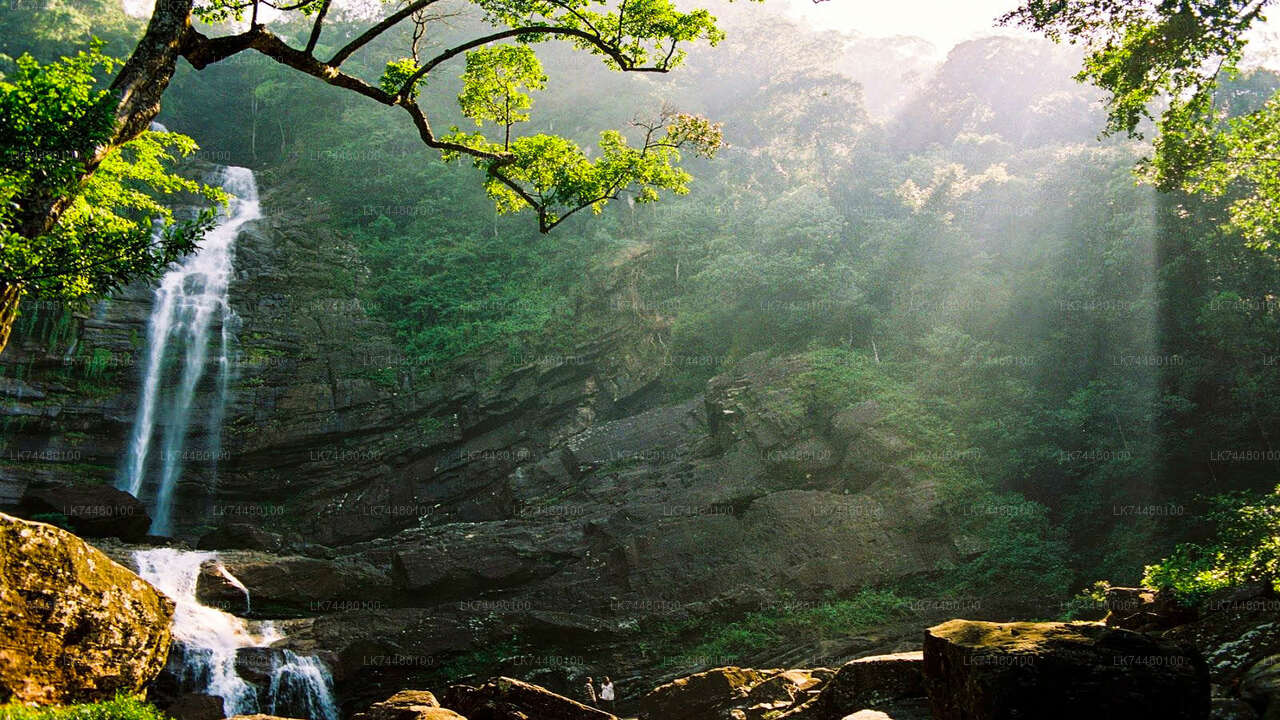Promenade dans la forêt tropicale de Sinharaja