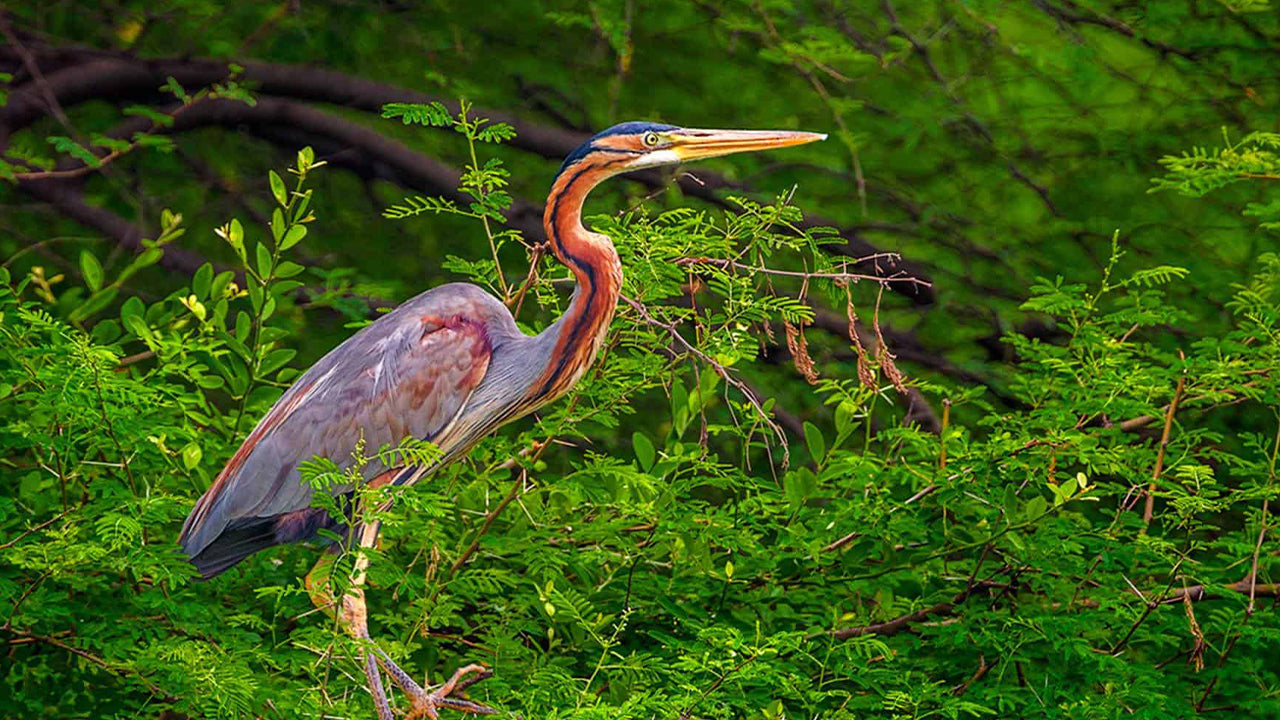 Observation des oiseaux en bateau au sanctuaire de Kalametiya depuis Tangalle
