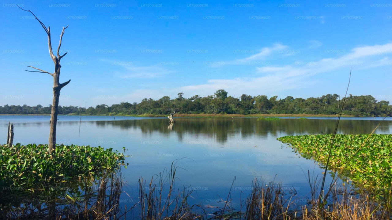 Observation des oiseaux en bateau au sanctuaire de Kalametiya depuis Tangalle
