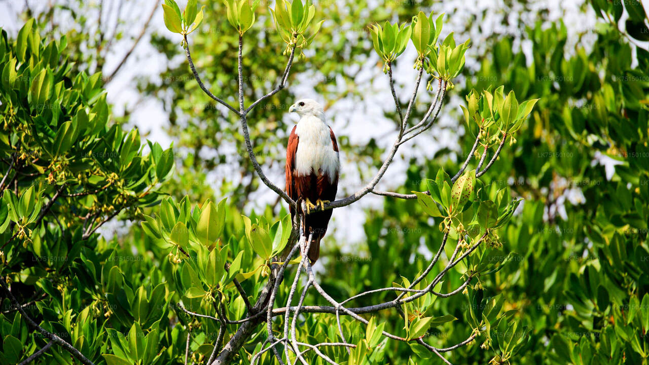 Observation des oiseaux au sanctuaire d'Anawilundawa depuis Kalpitiya