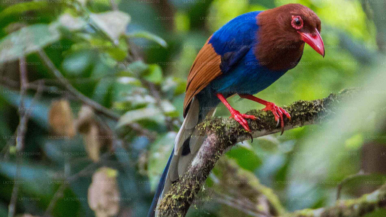 Promenade en bateau pour observer les oiseaux au sanctuaire de Kalametiya