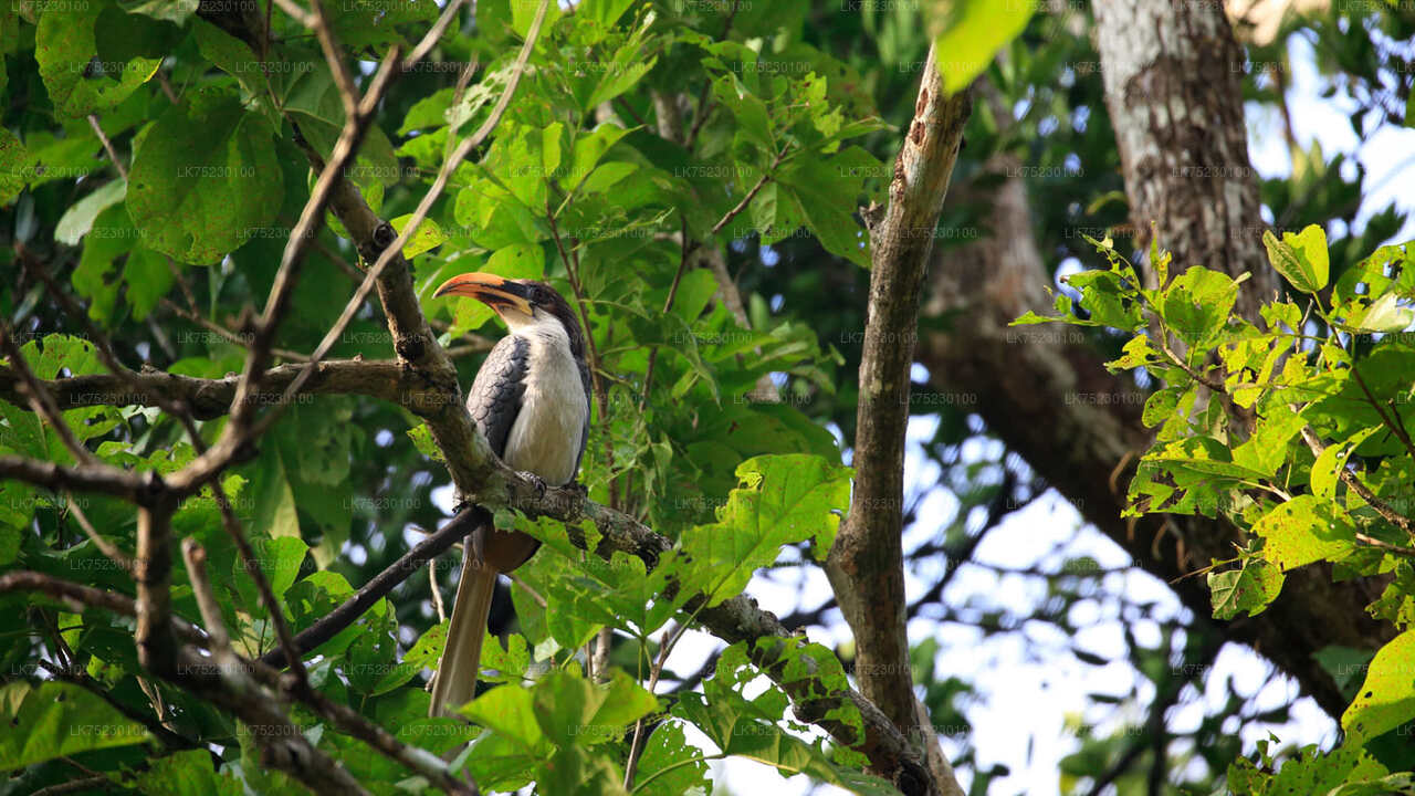 Promenade en bateau pour observer les oiseaux au sanctuaire de Kalametiya