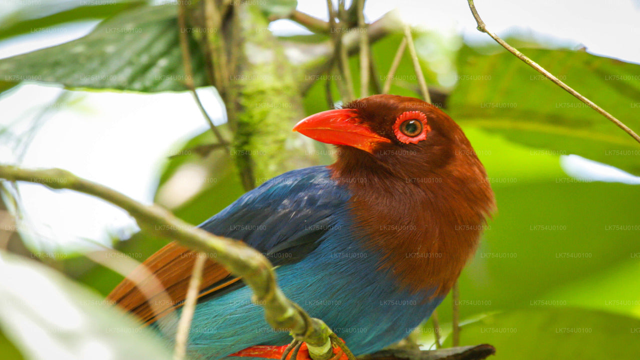 Observation des oiseaux depuis la forêt tropicale de Sinharaja