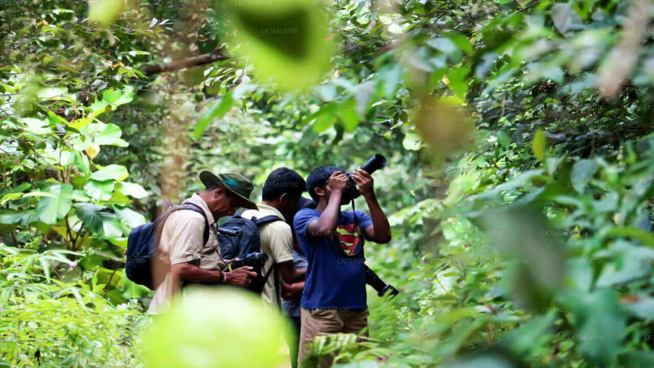 Observation des oiseaux depuis la forêt tropicale de Sinharaja